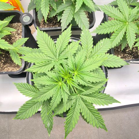 Sticky Beast TUPAC growlog timeline photo