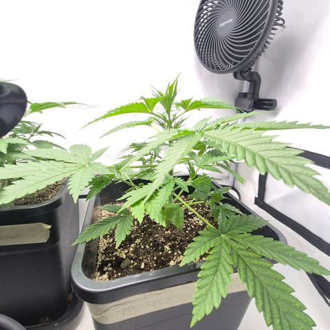 Sticky Beast BOB growlog timeline photo