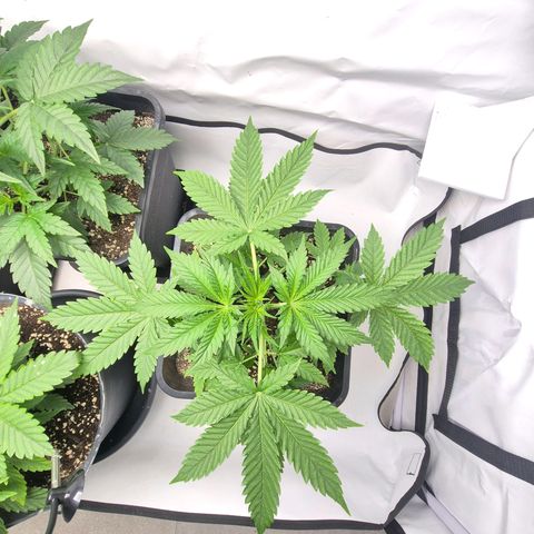 Sticky Beast BOB growlog timeline photo