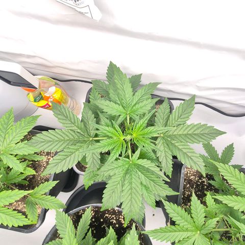 Sticky Beast BIGGY growlog timeline photo
