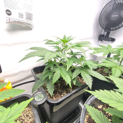 Sticky Beast BIGGY growlog timeline photo