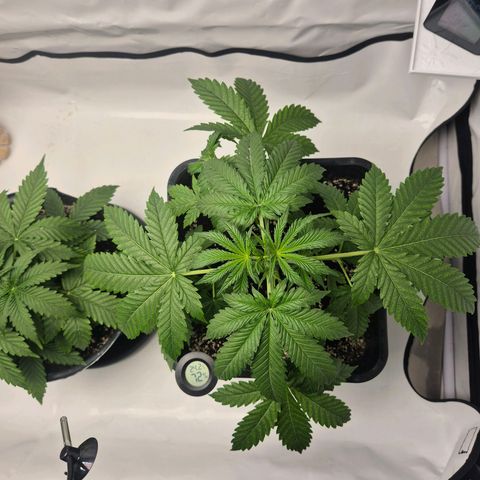 Sticky Beast BOB growlog timeline photo