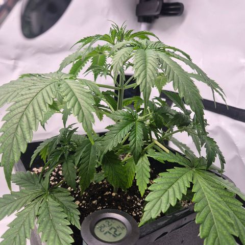 Sticky Beast BOB growlog timeline photo