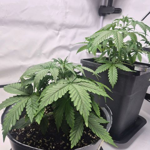 Sticky Beast TUPAC growlog timeline photo
