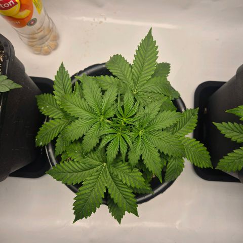 Sticky Beast TUPAC growlog timeline photo