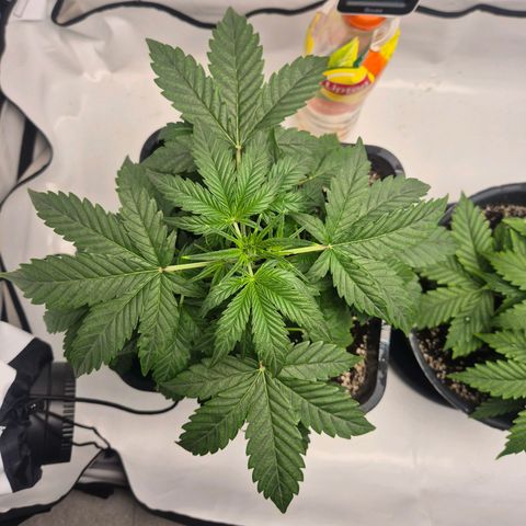 Sticky Beast BIGGY growlog timeline photo
