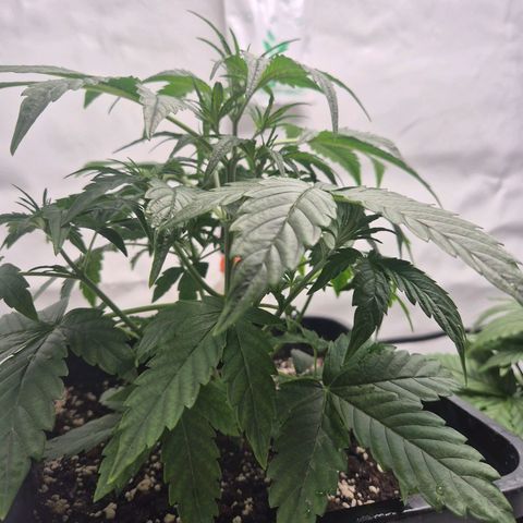 Sticky Beast BIGGY growlog timeline photo