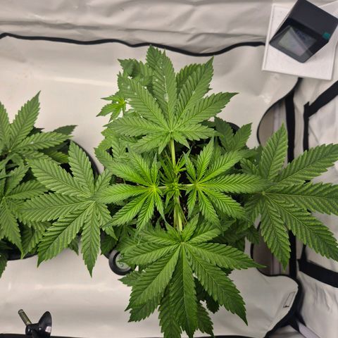 Sticky Beast BOB growlog timeline photo