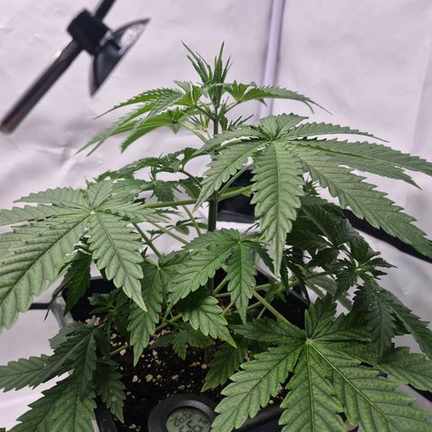 Sticky Beast BOB growlog timeline photo