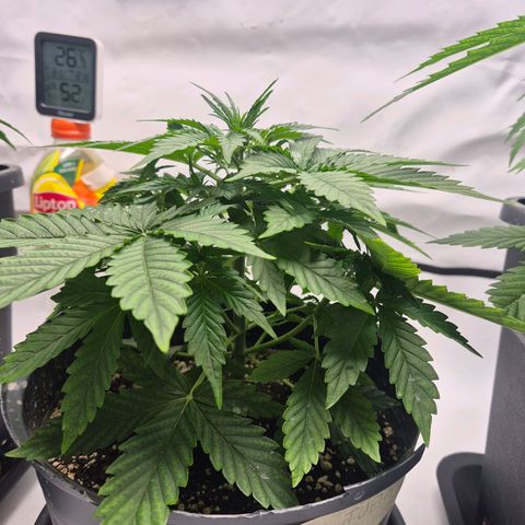Sticky Beast TUPAC growlog timeline photo