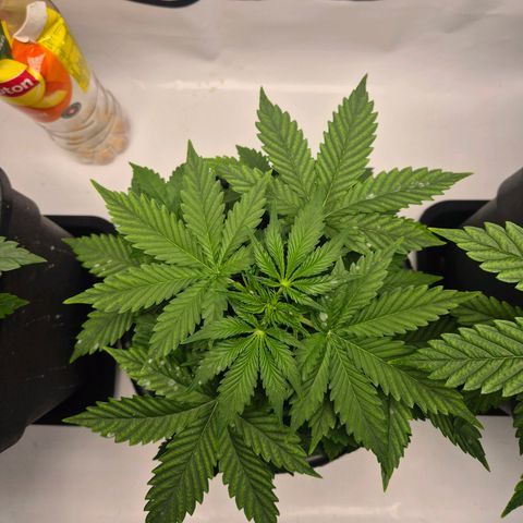 Sticky Beast TUPAC growlog timeline photo