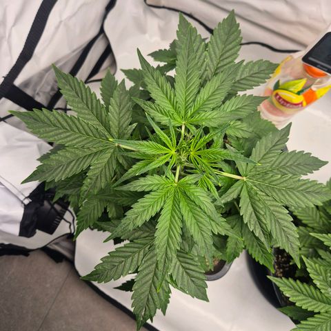 Sticky Beast BIGGY growlog timeline photo