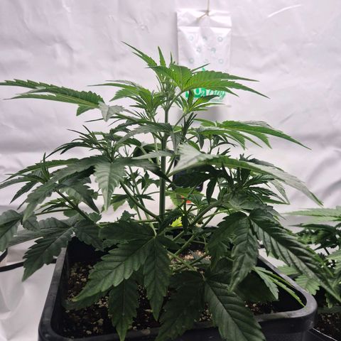 Sticky Beast BIGGY growlog timeline photo
