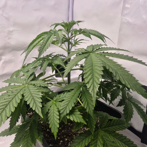 Sticky Beast BOB growlog timeline photo