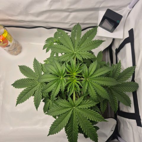 Sticky Beast BOB growlog timeline photo