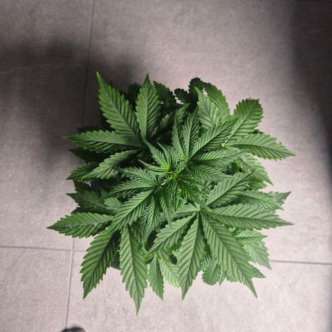 Sticky Beast TUPAC growlog timeline photo