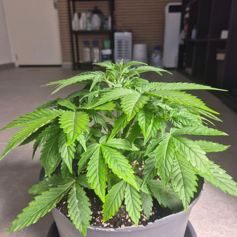 Sticky Beast TUPAC growlog timeline photo