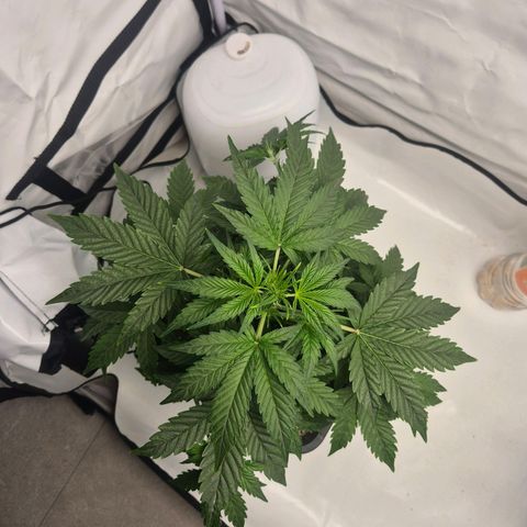 Sticky Beast BIGGY growlog timeline photo