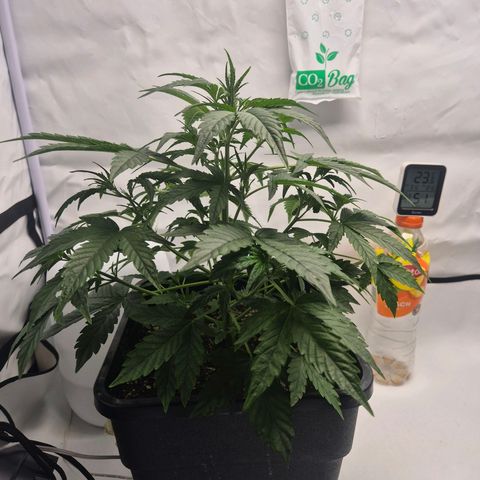 Sticky Beast BIGGY growlog timeline photo