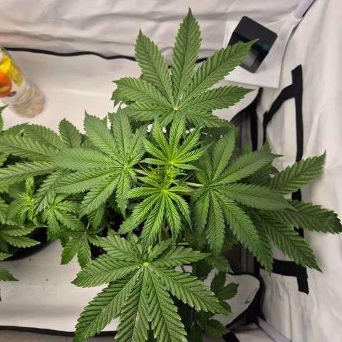 Sticky Beast BOB growlog timeline photo