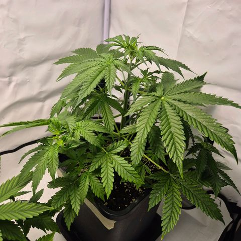 Sticky Beast BOB growlog timeline photo