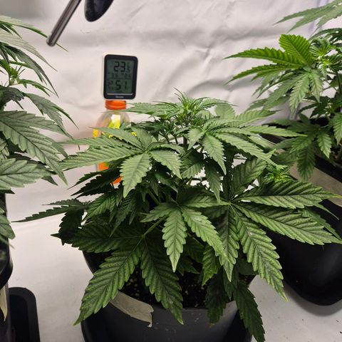Sticky Beast TUPAC growlog timeline photo