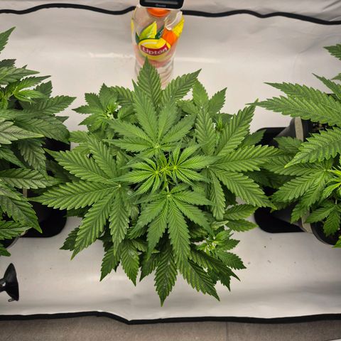 Sticky Beast TUPAC growlog timeline photo