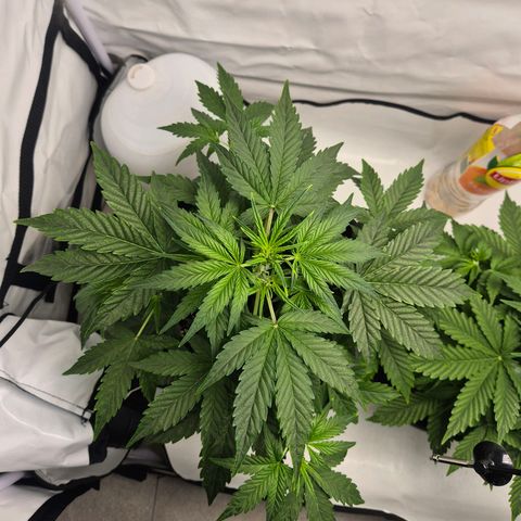 Sticky Beast BIGGY growlog timeline photo