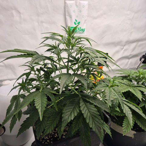 Sticky Beast BIGGY growlog timeline photo