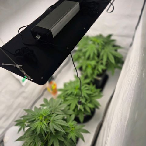Sticky Beast BOB growlog timeline photo