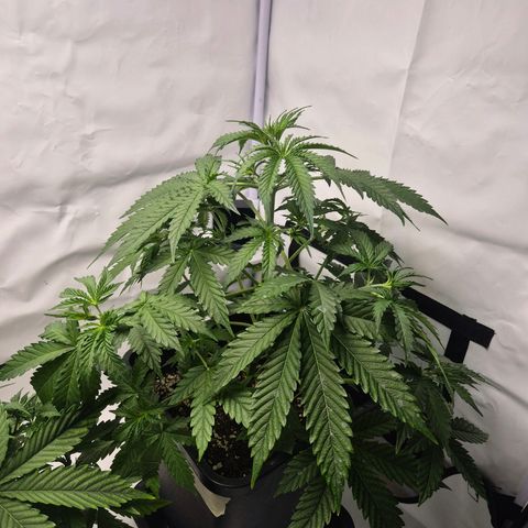 Sticky Beast BOB growlog timeline photo