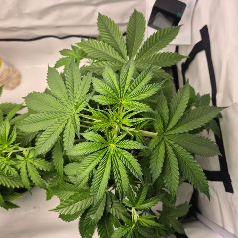 Sticky Beast BOB growlog timeline photo