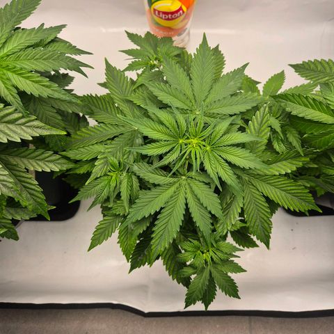 Sticky Beast TUPAC growlog timeline photo
