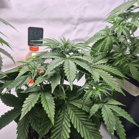 Sticky Beast TUPAC growlog timeline photo