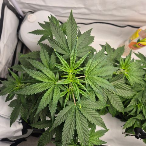 Sticky Beast BIGGY growlog timeline photo