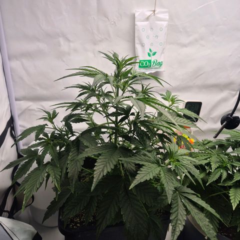 Sticky Beast BIGGY growlog timeline photo