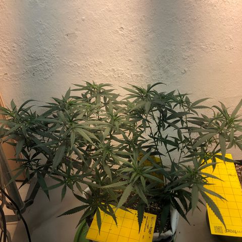 Flower Miramar  growlog timeline photo