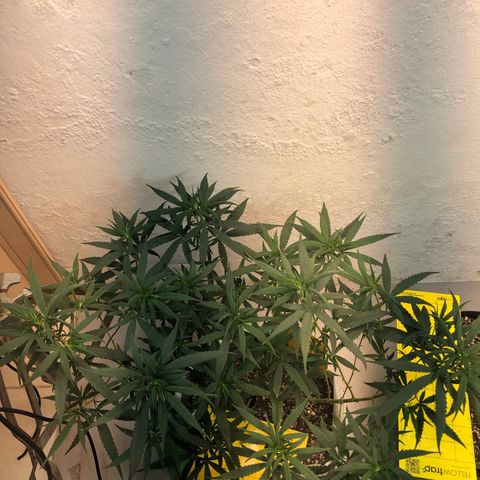 Flower Miramar  growlog timeline photo