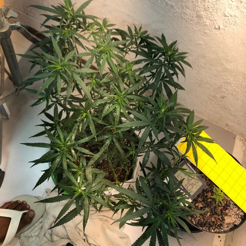 Flower Miramar  growlog timeline photo