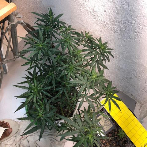 Flower Miramar  growlog timeline photo