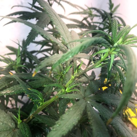 Flower Miramar  growlog timeline photo