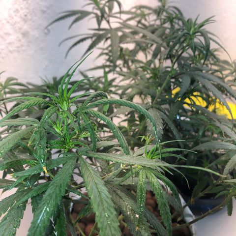Flower Miramar  growlog timeline photo