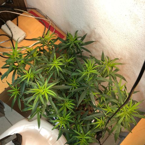 Flower Miramar  growlog timeline photo