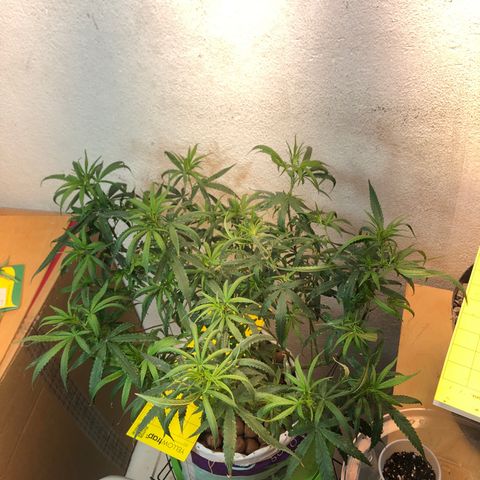 Flower Miramar  growlog timeline photo