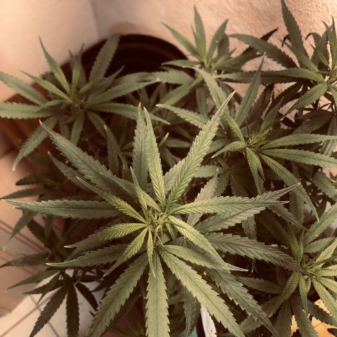 Flower Miramar  growlog photo: 1tampa de 4 14 8 em 1 litro averiguar depois 