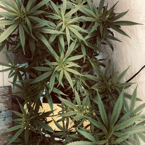 Flower Miramar  growlog photo: 1tampa de 4 14 8 em 1 litro averiguar depois 