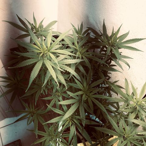 Flower Miramar  growlog photo: 1tampa de 4 14 8 em 1 litro averiguar depois 
