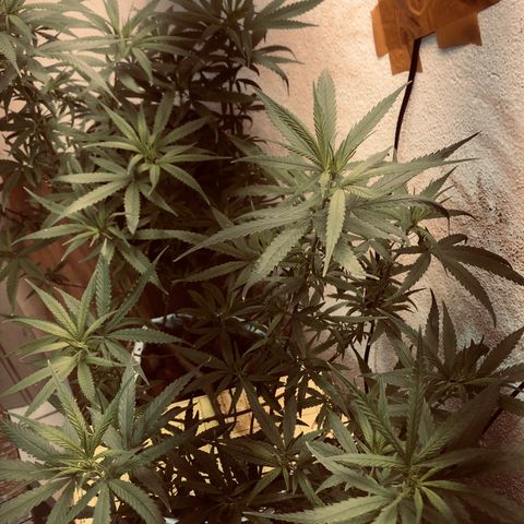 Flower Miramar  growlog photo: 1tampa de 4 14 8 em 1 litro averiguar depois 