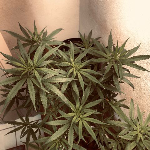 Flower Miramar  growlog photo: 1tampa de 4 14 8 em 1 litro averiguar depois 