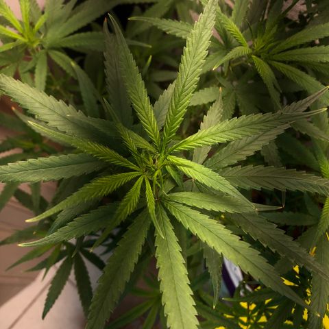 Flower Miramar  growlog photo: 1tampa de 4 14 8 em 1 litro averiguar depois 
